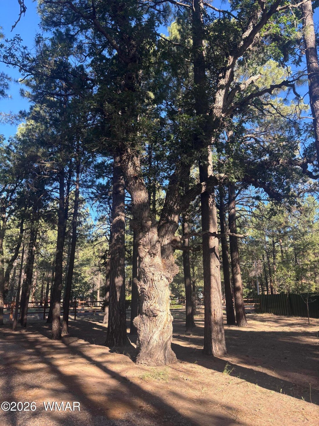 Land in Show Low, Arizona, United States 3 - 18276200