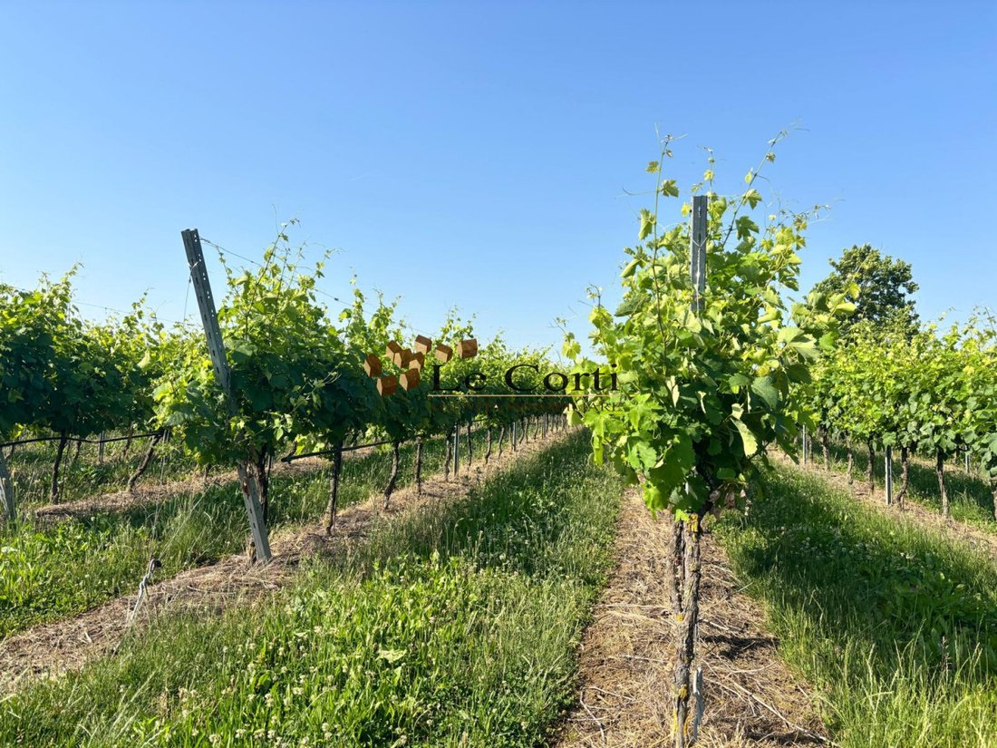 Land in Lonigo, Veneto, Italy 1 - 18275665