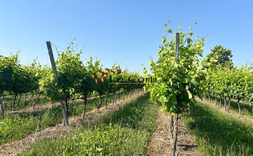 Land in Lonigo, Veneto, Italy 1