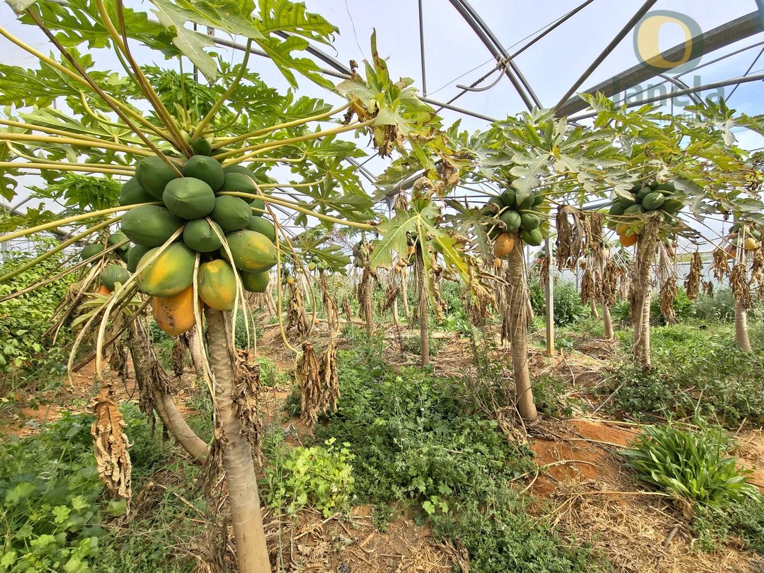 Finca in Pechao, Algarve, Portugal 2 - 18282415