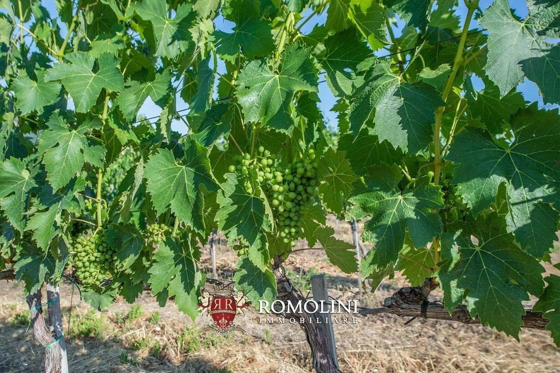Farm Ranch in Center, Grosseto, Tuscany 3 - 15663524