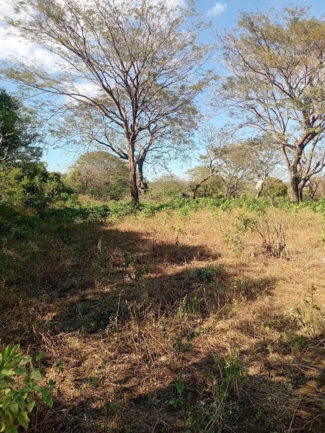 Terrain à Managua, Département de Managua, Nicaragua 3 - 18286192
