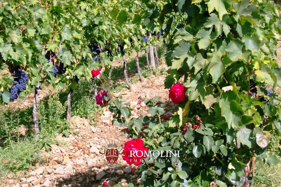 Estate in Center, Greve in Chianti, Tuscany 5 - 17381763