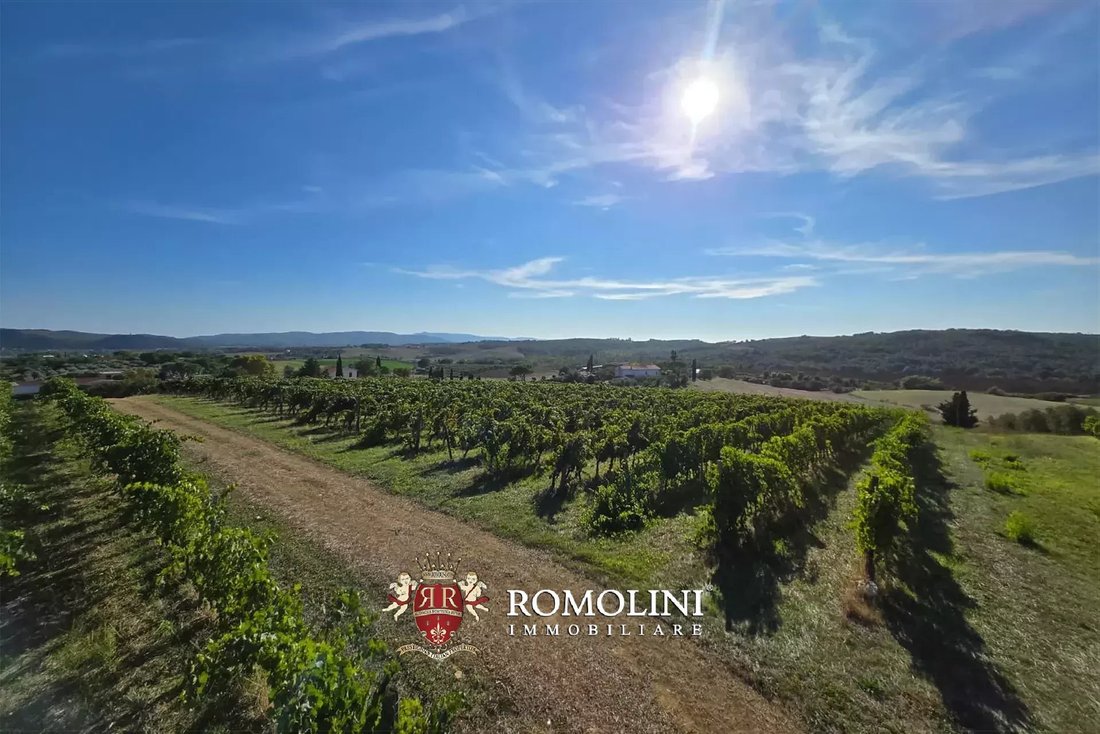 Farm Ranch in Magliano in Toscana, Tuscany, Italy 4 - 16474573