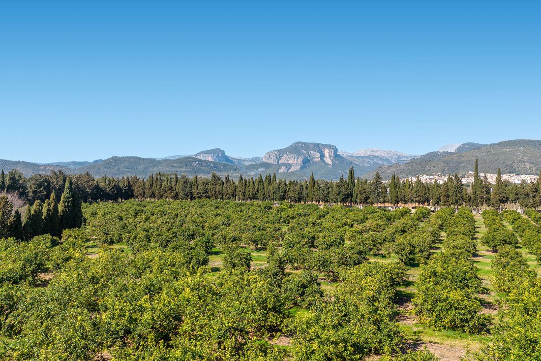 Finca a Lloseta, Isole Baleari, Spagna 5 - 18281029