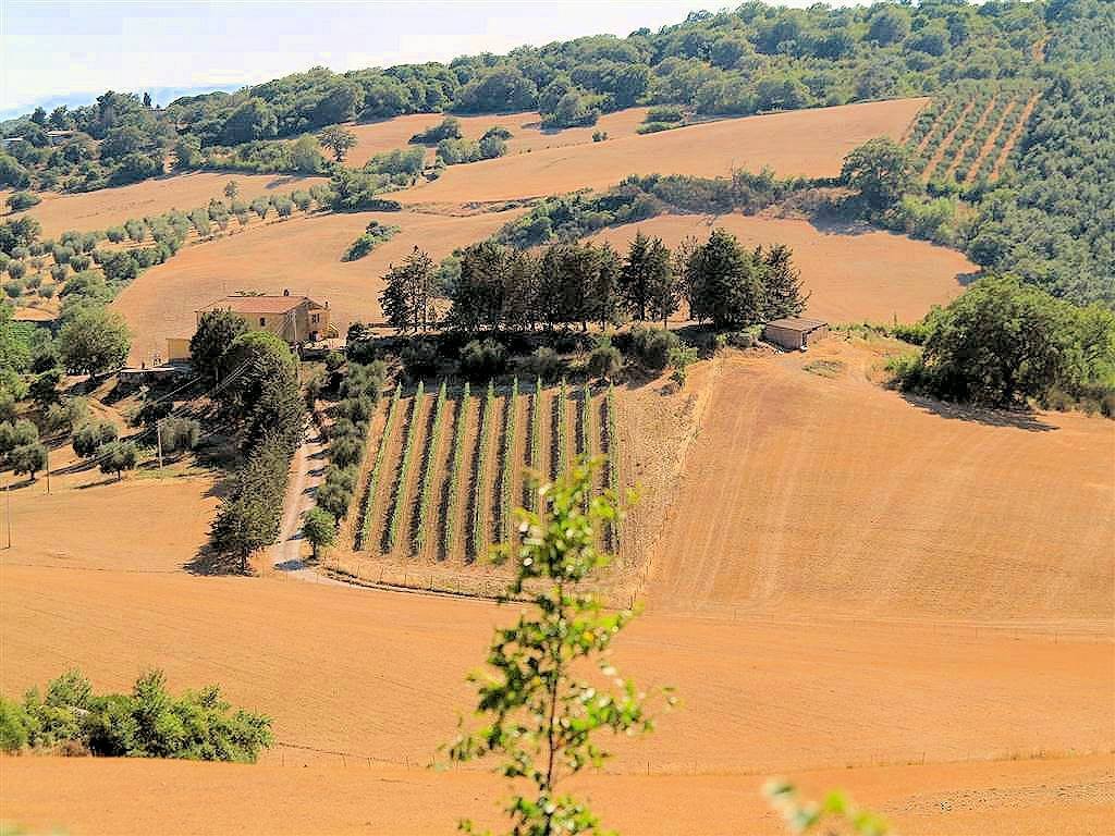 Landhaus in Magliano in Toscana, Toskana, Italien 3 - 18296146