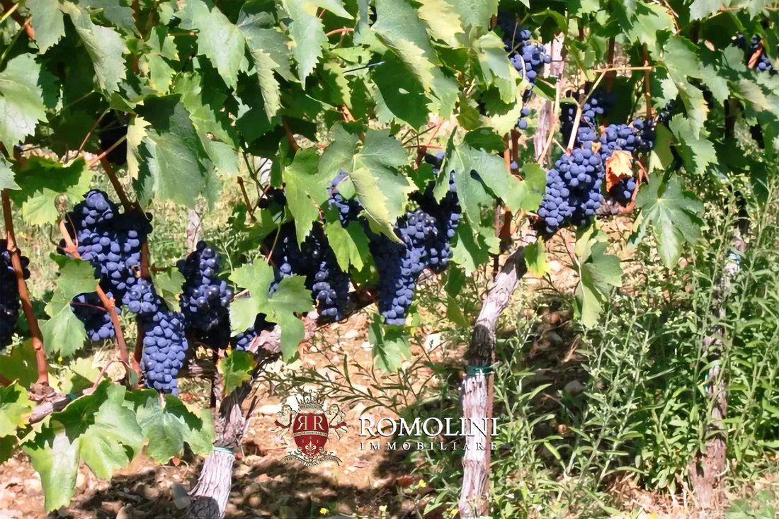 Estate in Center, Greve in Chianti, Tuscany 4 - 17381763