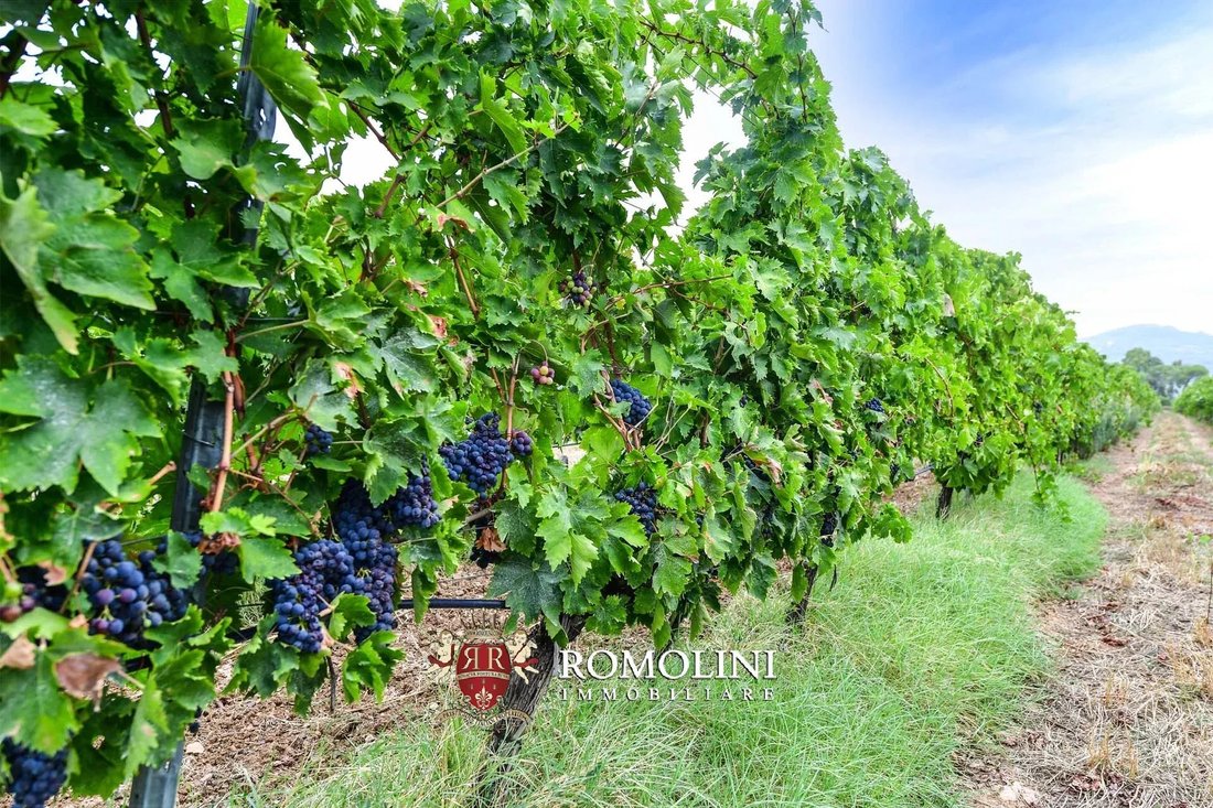 Farm Ranch in Roccastrada, Tuscany, Italy 3 - 15663274