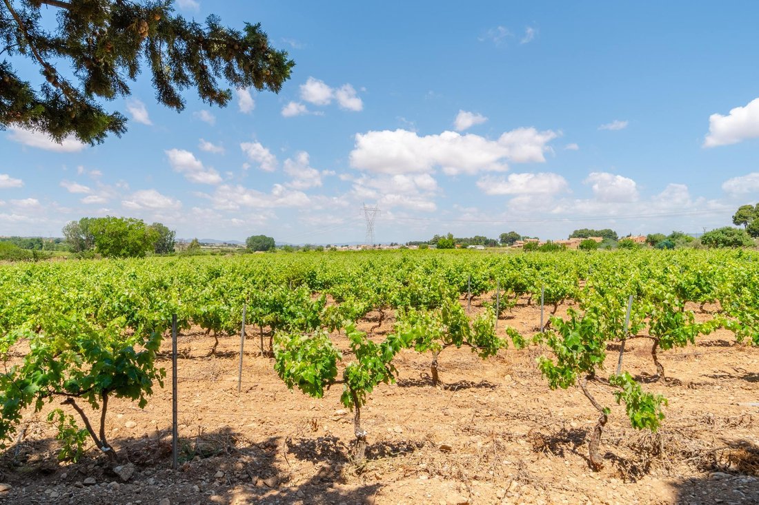 Farm Ranch in Requena, Valencian Community, Spain 1 - 18281028