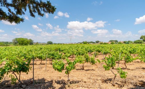 Farm Ranch in Requena, Valencian Community, Spain 1