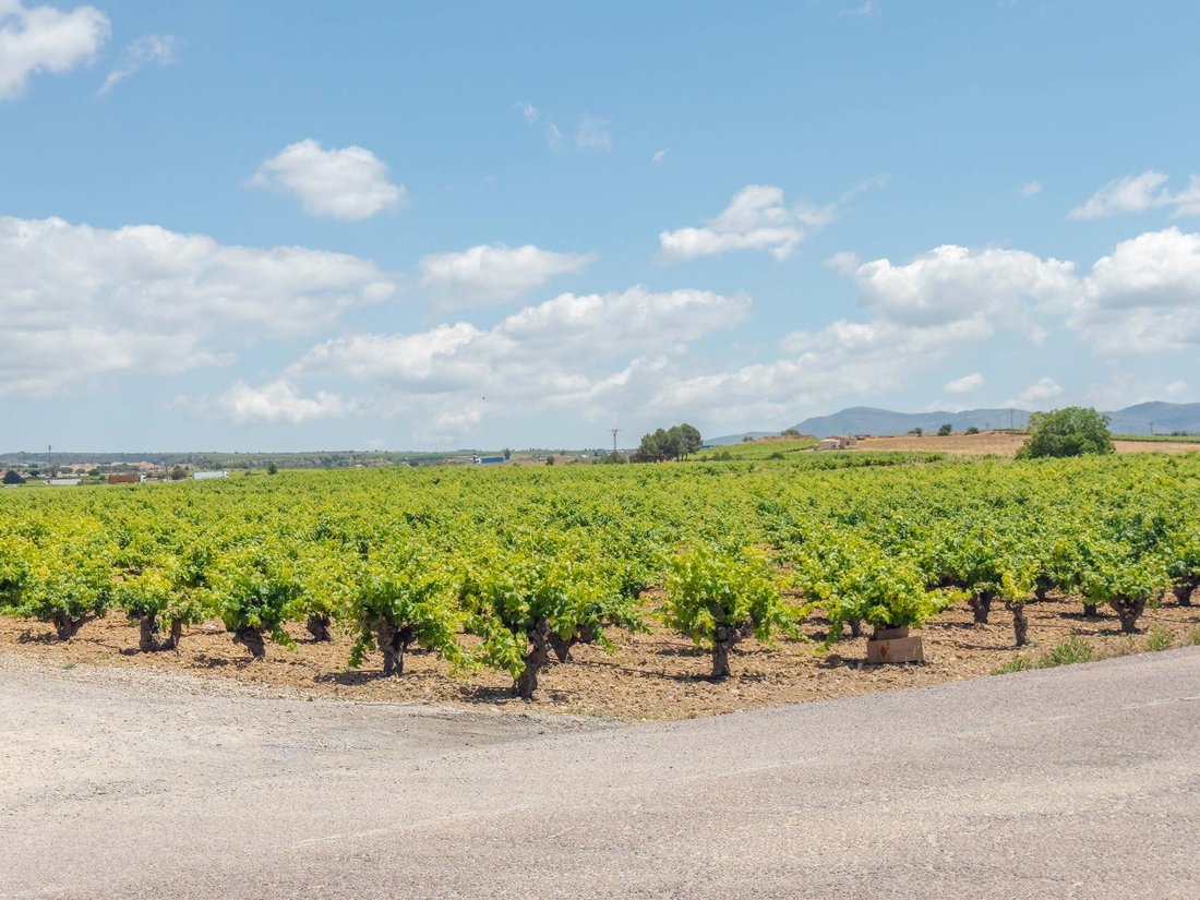 Farm Ranch in Requena, Valencian Community, Spain 5 - 18281028
