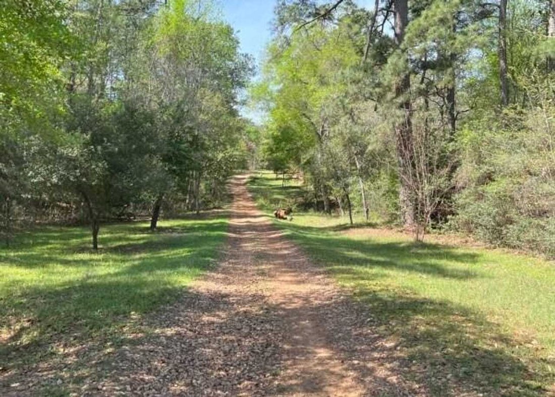 Land in Plantersville, Texas, United States 4 - 18280397