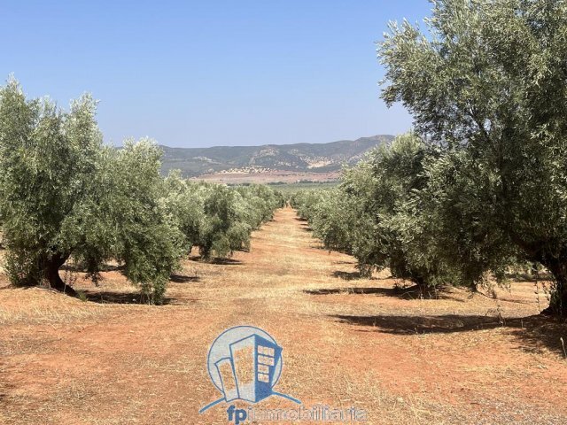 Farm Ranch in Arroyo del Ojanco, Andalusia, Spain 5 - 18297663