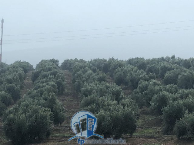Farm Ranch in Arroyo del Ojanco, Andalusia, Spain 4 - 18297658
