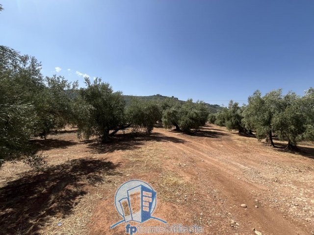 Farm Ranch in Arroyo del Ojanco, Andalusia, Spain 3 - 18297663