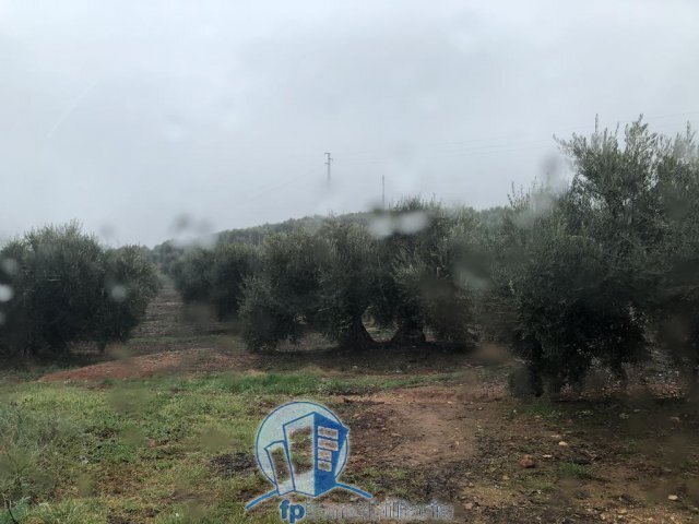 Farm Ranch in Arroyo del Ojanco, Andalusia, Spain 3 - 18297658