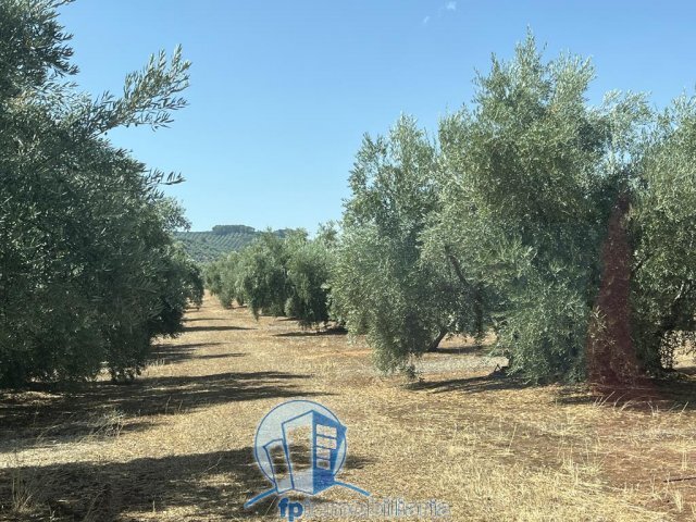 Farm Ranch in Arroyo del Ojanco, Andalusia, Spain 4 - 18297663