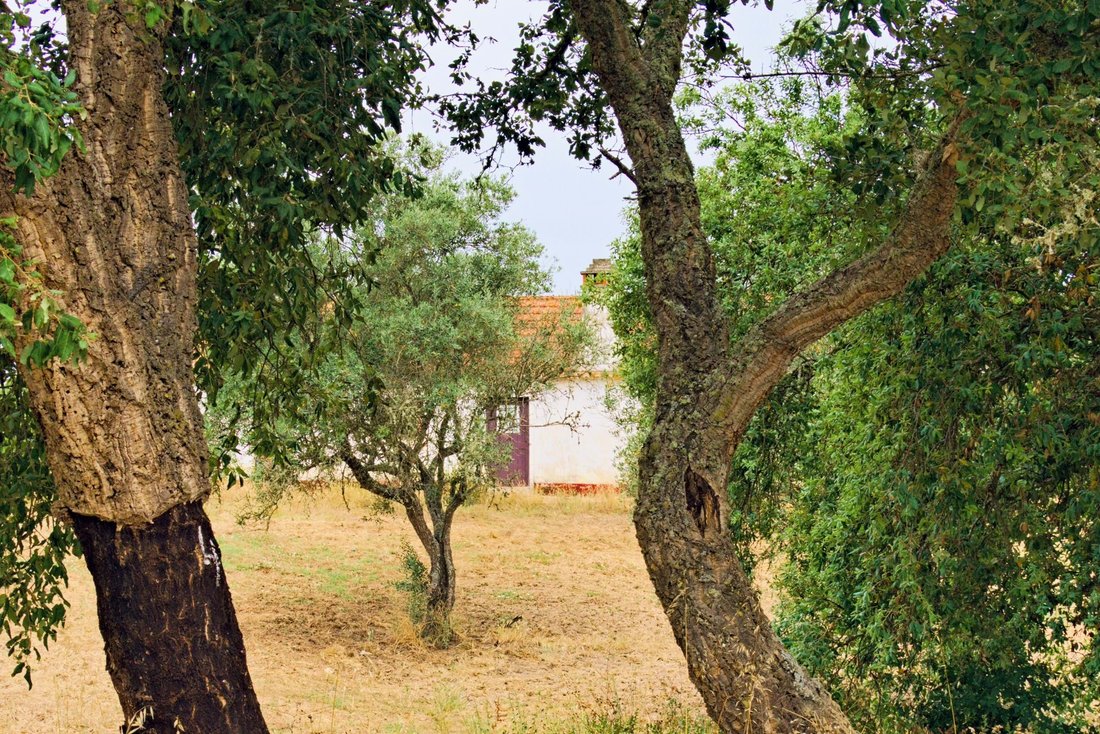 Farm Ranch in Sao Domingos e Vale de Agua, Setubal, Portugal 4 - 18299480