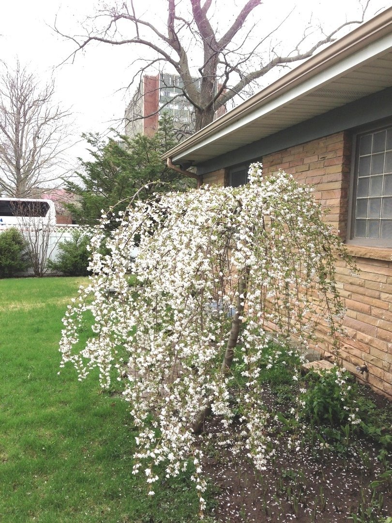 House in Urbana, Illinois, United States 5 - 18301265