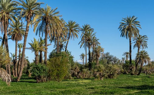 Terreno en Medina, Región de Marrakech-Safí, Marruecos 1