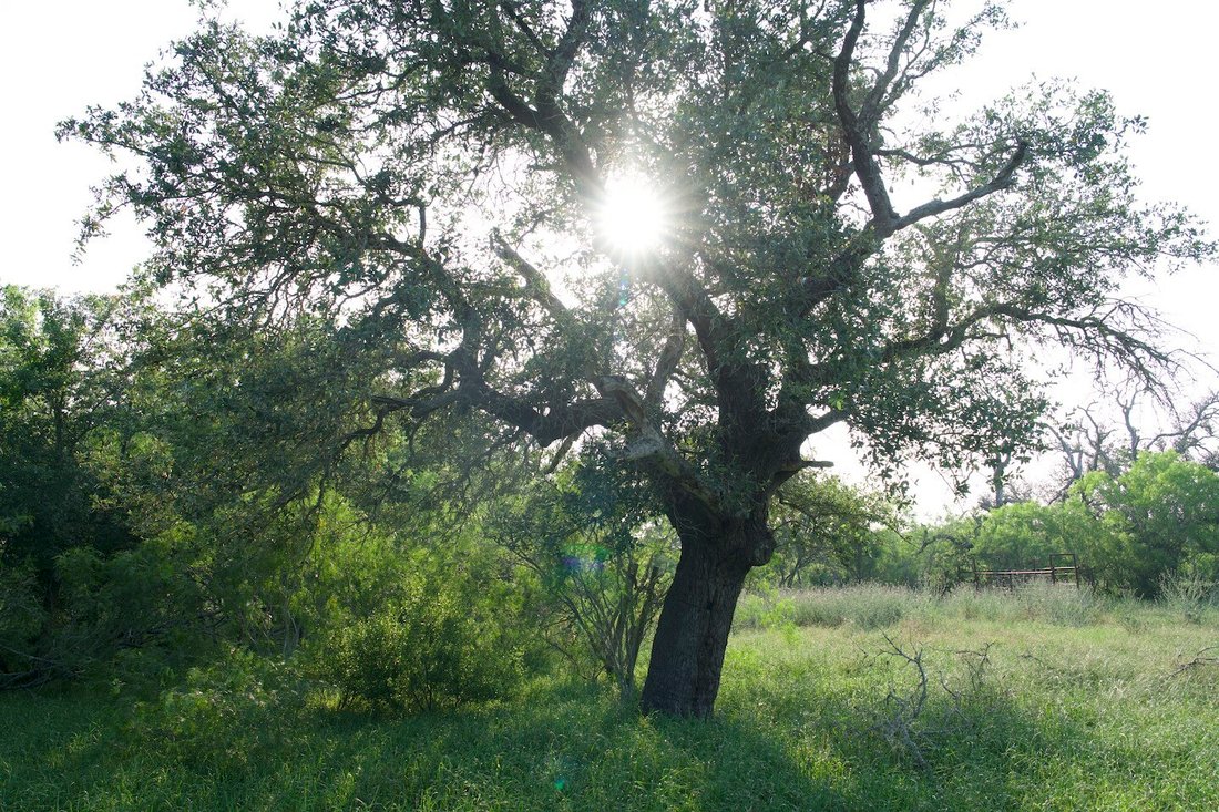 Farm Ranch in Red Rock, Texas, United States 4 - 14631289