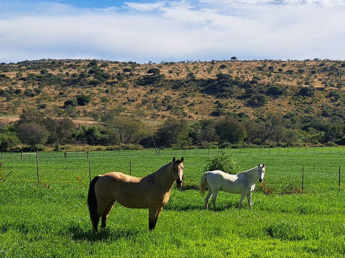 Farm Ranch in Leevdrift, Eastern Cape, South Africa 4 - 18297973