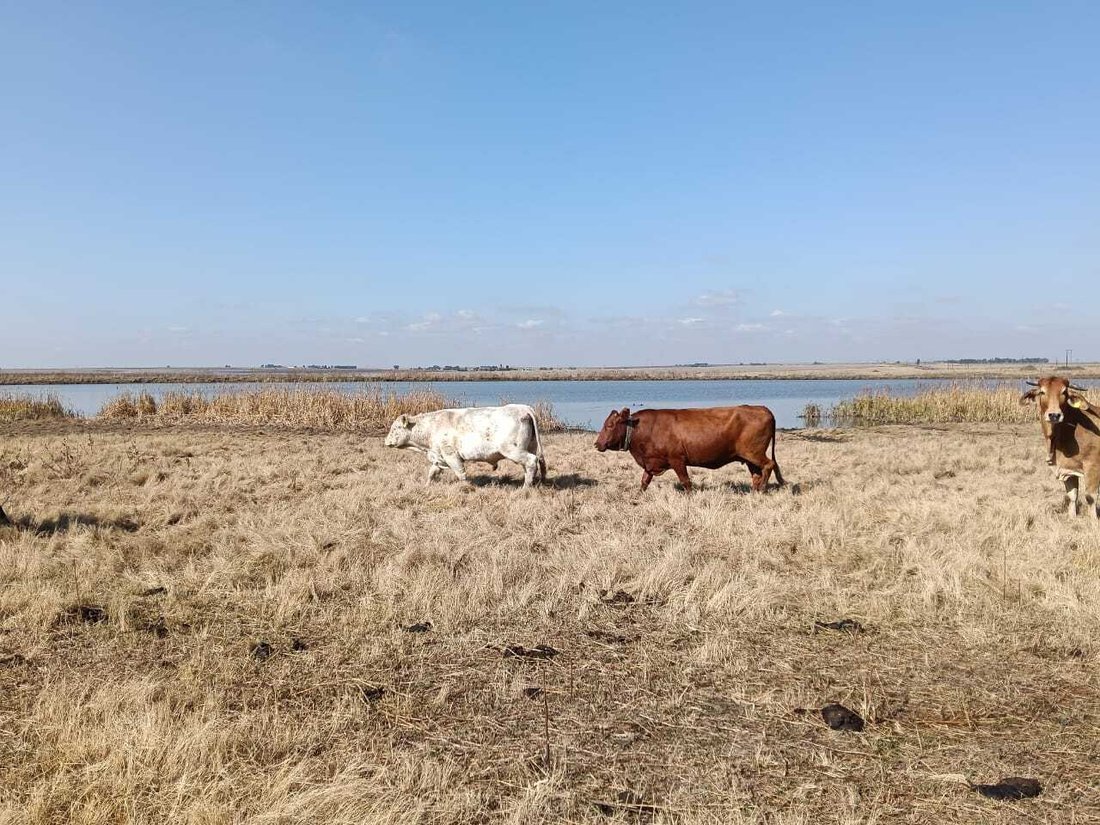Farm Ranch in Heilbron, Free State, South Africa 2 - 18298970