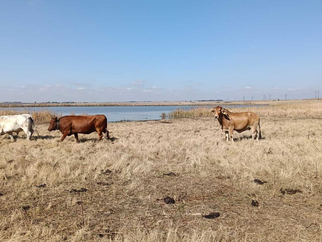 Farm Ranch in Heilbron, Free State, South Africa 3 - 18298970