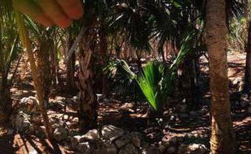 Terrain à Playa del Carmen, Quintana Roo, Mexique 1