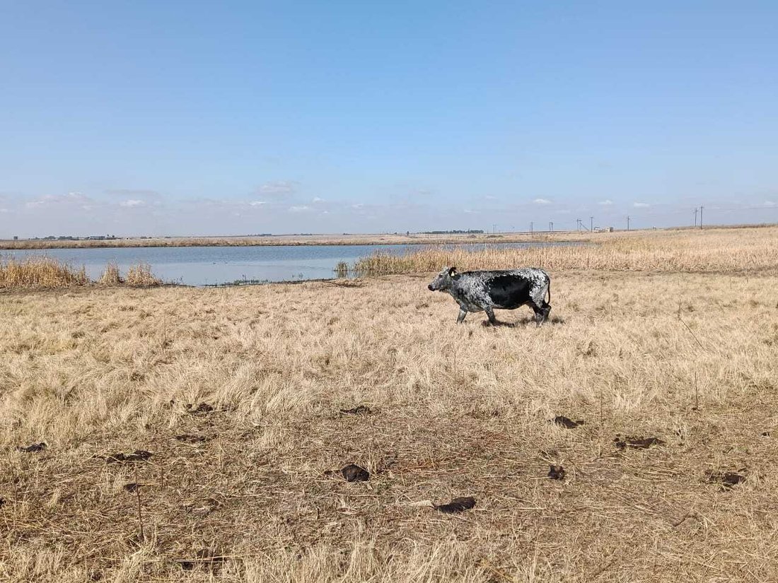 Farm Ranch in Heilbron, Free State, South Africa 4 - 18298970