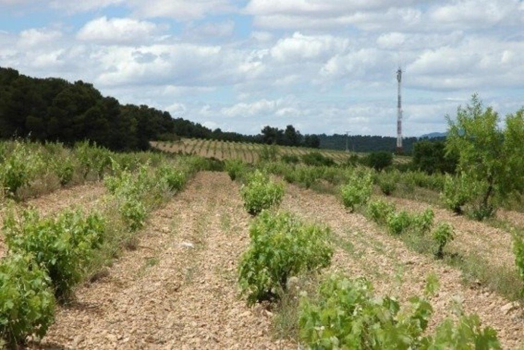Land in Almansa, Castile-La Mancha, Spain 3 - 18304394