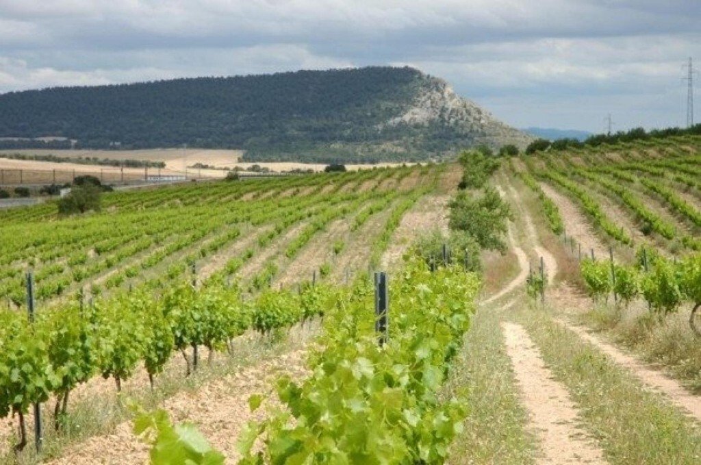 Land in Almansa, Castile-La Mancha, Spain 2 - 18304394