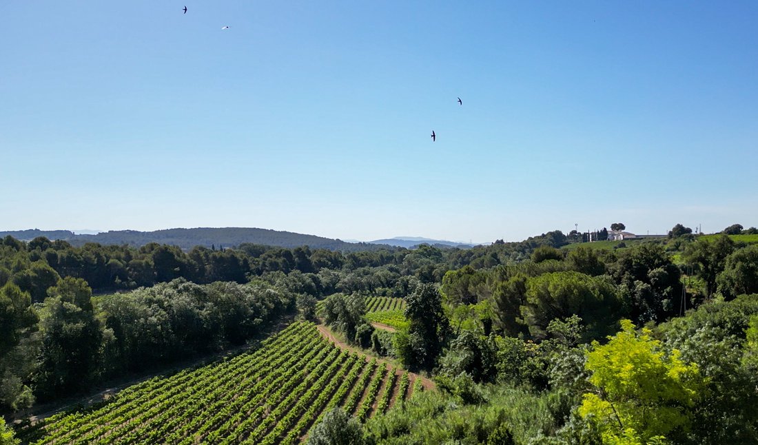 Finca in Sant Marti Sarroca, Catalonia, Spain 4 - 18315641
