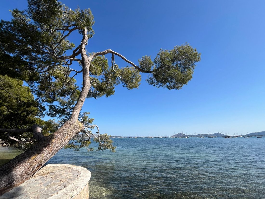 Apartment in Pollenca, Balearic Islands, Spain 2 - 18074303