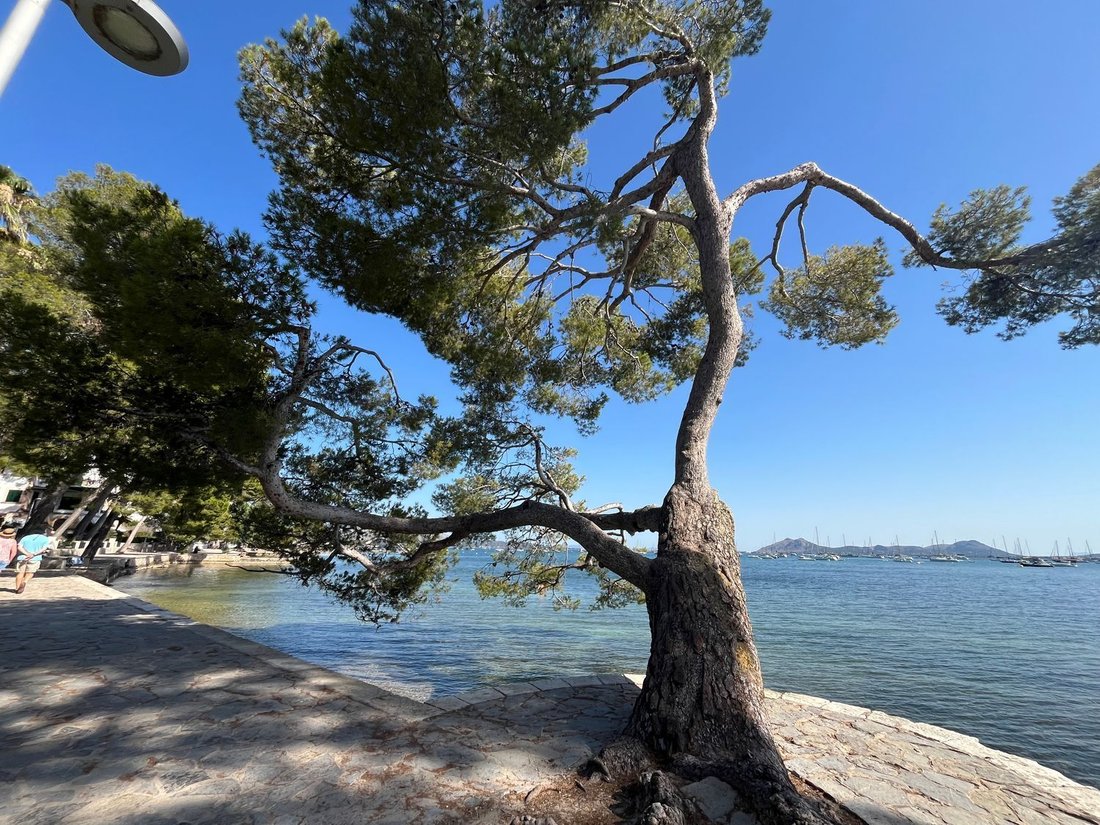 Apartment in Pollenca, Balearic Islands, Spain 5 - 18074303