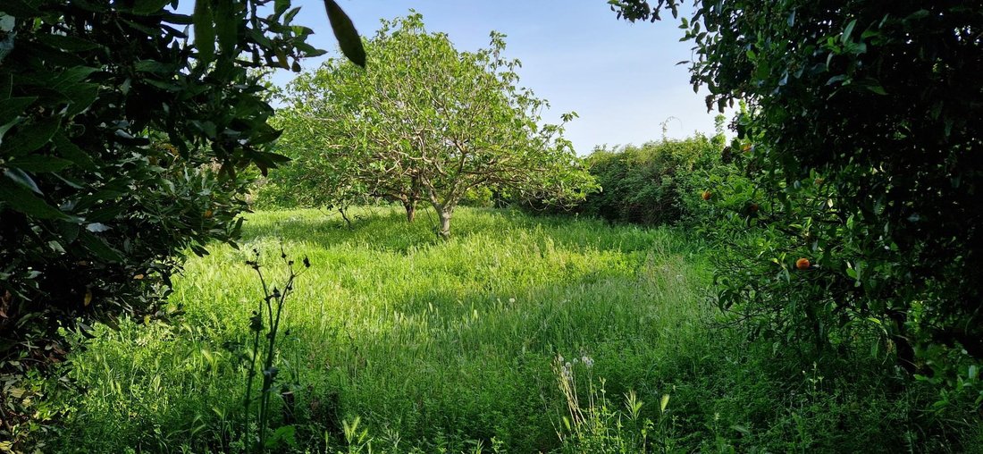Land in Centre Ville, Mauguio, France 1 - 17276515