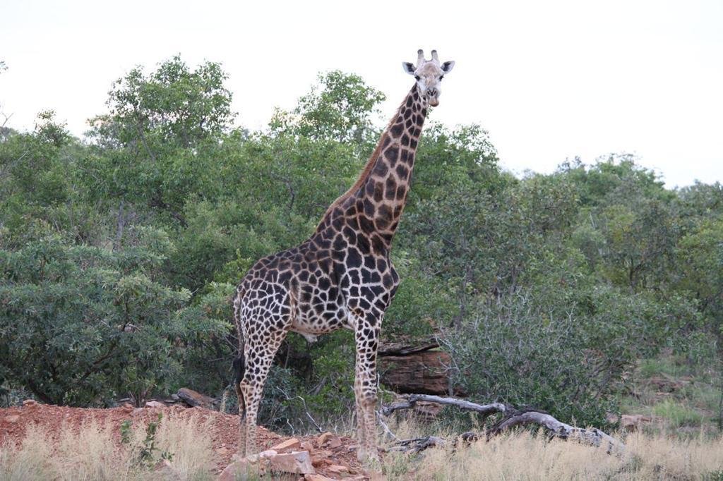 House in Vaalwater, Limpopo, South Africa 1 - 14460478
