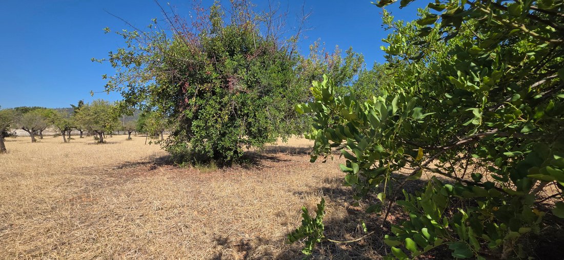 Terreno a Selva, Isole Baleari, Spagna 5 - 18320459