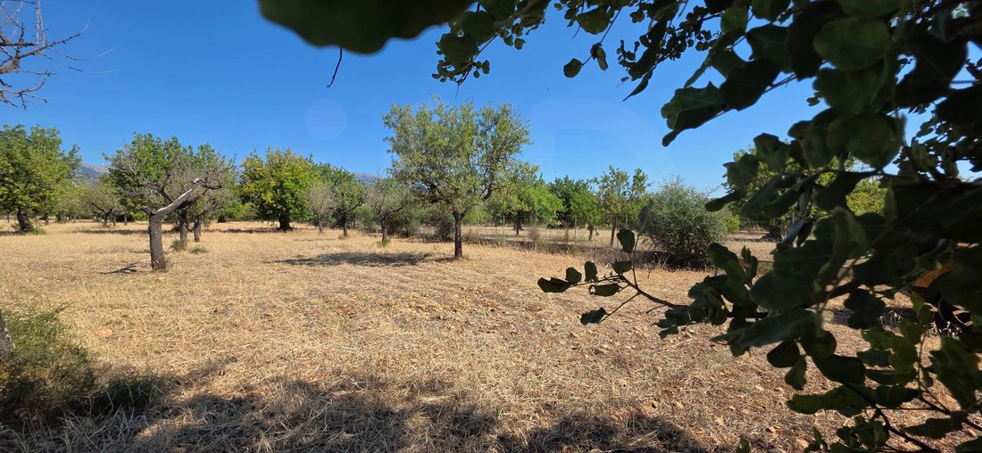 Terreno a Selva, Isole Baleari, Spagna 4 - 18320459