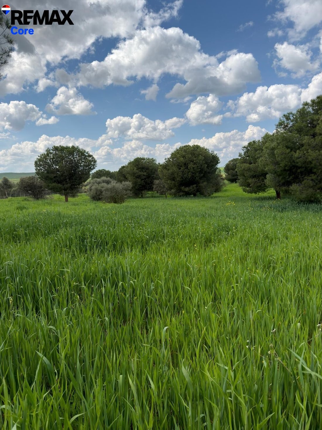 Land in Valencia de las Torres, Extremadura, Spain 2 - 18325786