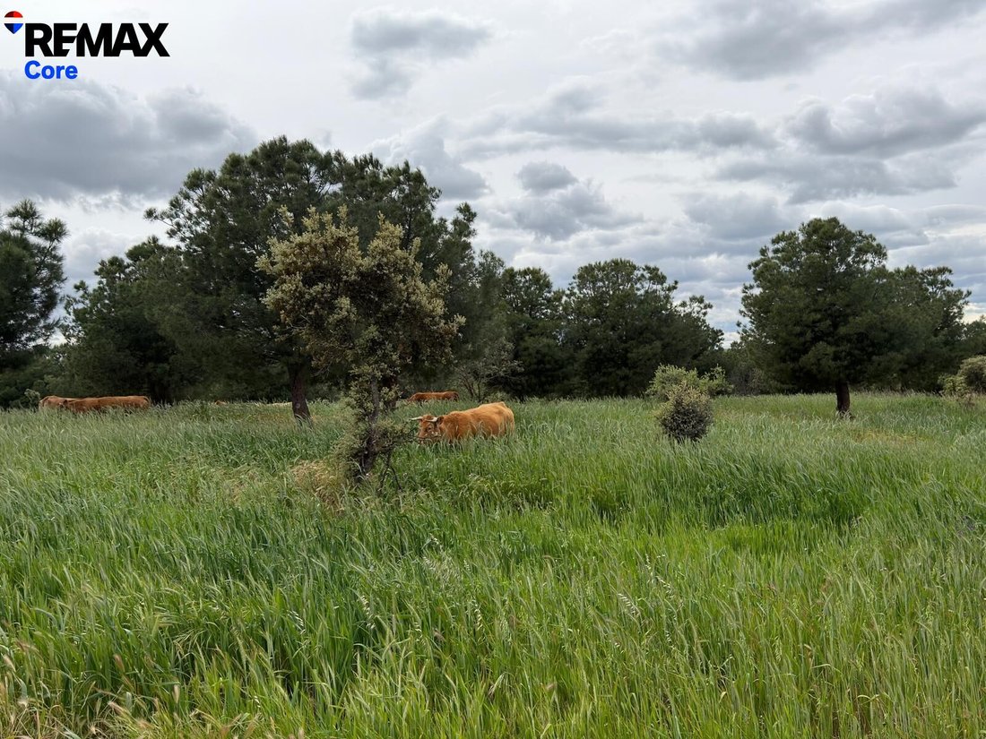 Land in Valencia de las Torres, Extremadura, Spain 5 - 18325786