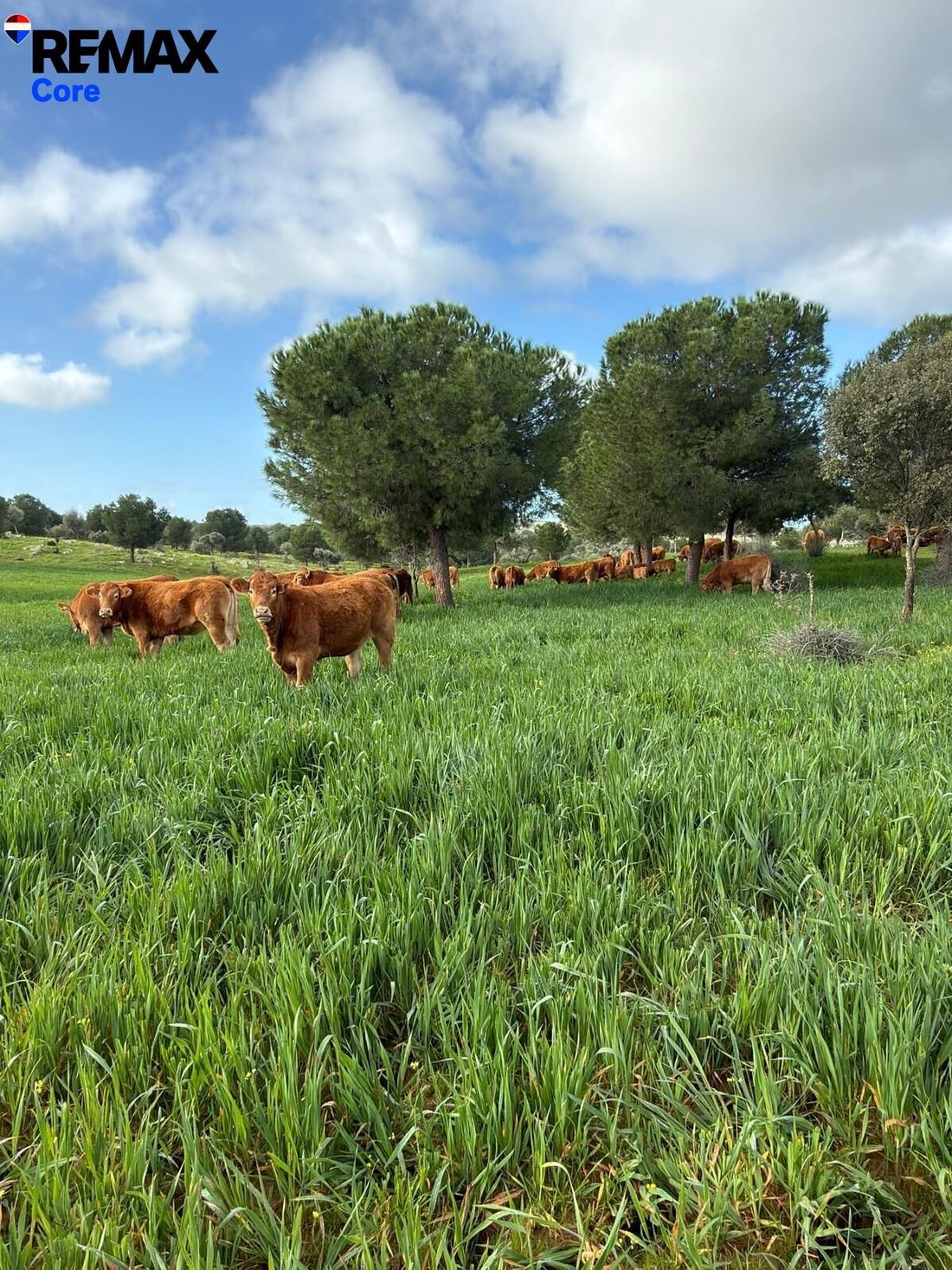 Land in Valencia de las Torres, Extremadura, Spain 1 - 18325786