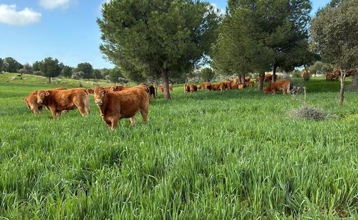 Terreno a Valencia de las Torres, Estremadura, Spagna 1
