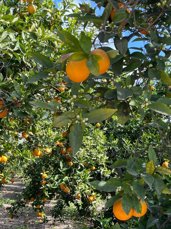 Finca in Alhama de Murcia, Región de Murcia, Spain 4 - 18331884