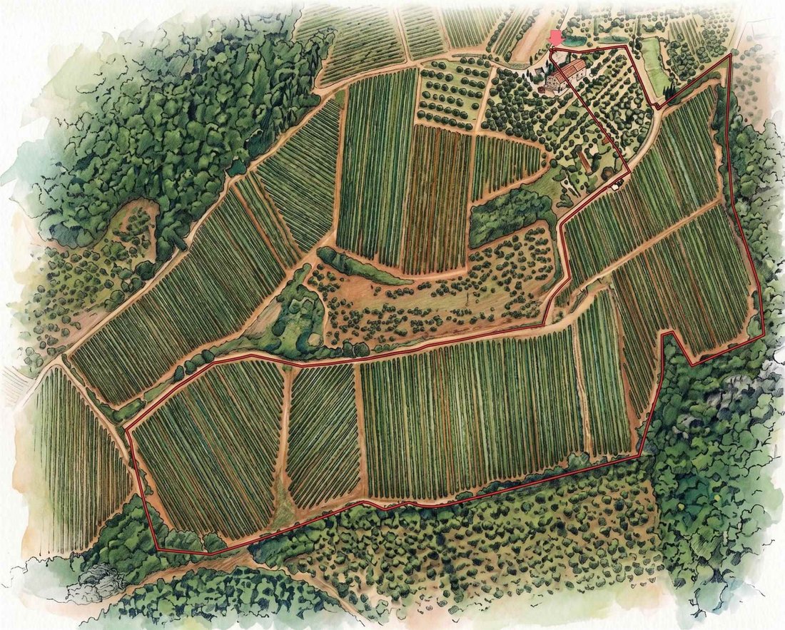 Pino - Sciano - San Donnino, Certaldo, Tuscany 2 - 18331814