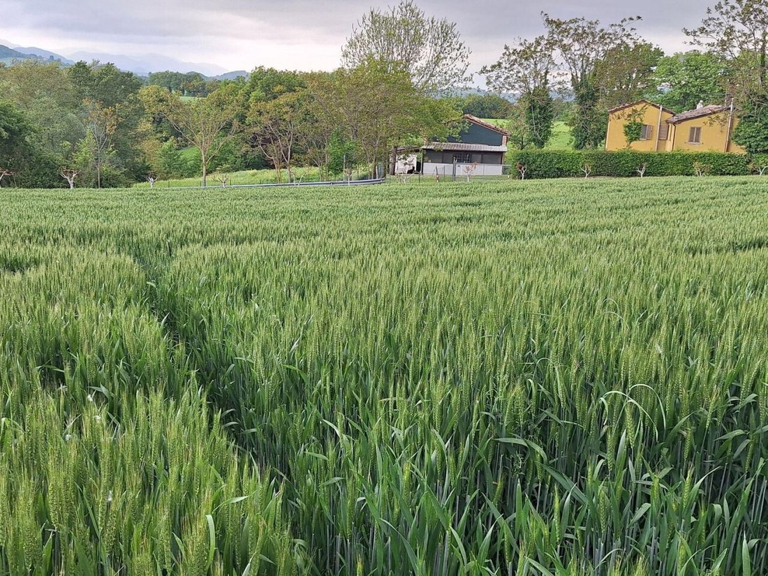 Land in Monte Grimano Terme, Marche, Italy 4 - 18332030