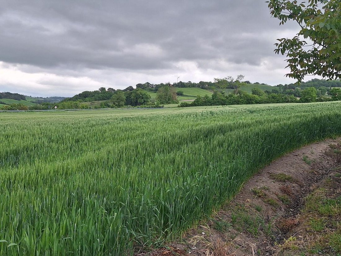 Land in Monte Grimano Terme, Marche, Italy 2 - 18332030