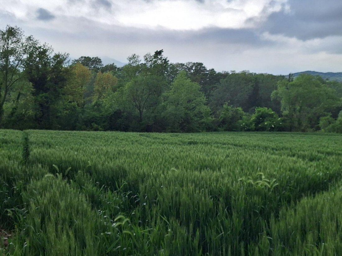 Land in Monte Grimano Terme, Marche, Italy 5 - 18332030