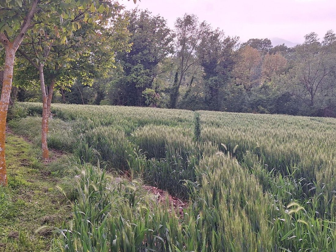 Land in Monte Grimano Terme, Marche, Italy 3 - 18332030