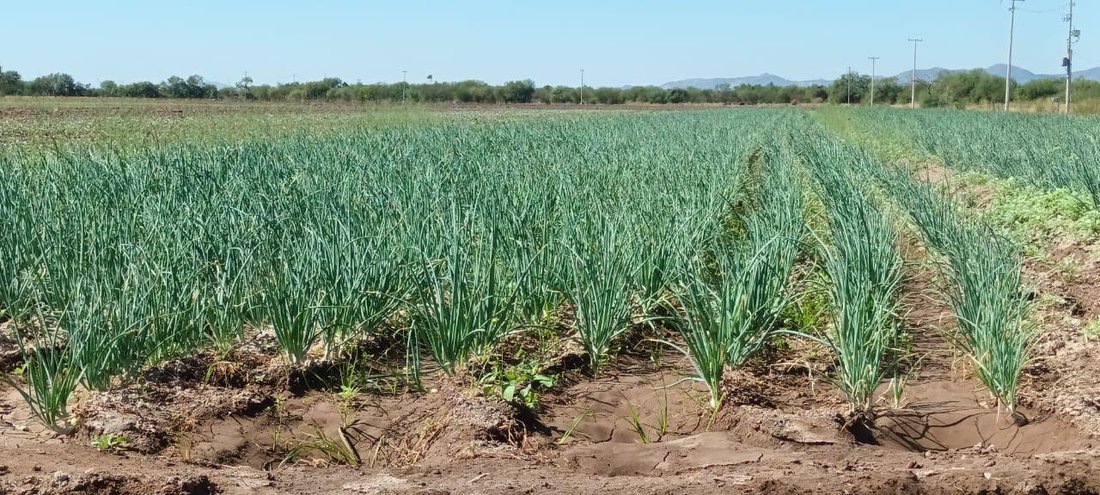 Land in Hermosillo, Sonora, Mexico 1 - 18328281